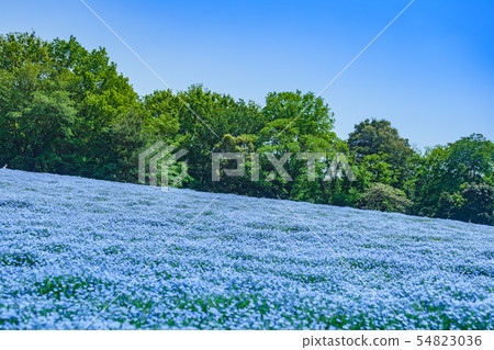 Nemophila花田在Musashi多小山森林公園 54823036