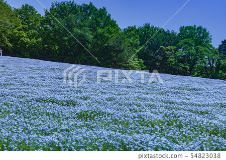 Nemophila花田在Musashi多小山森林公園 54823038