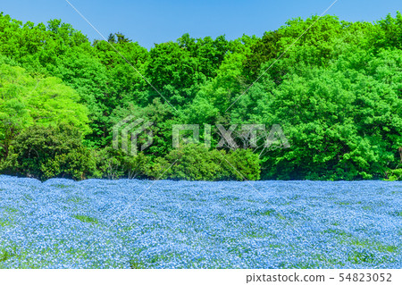 Nemophila flower fields in Musashi hilly forest park 54823052