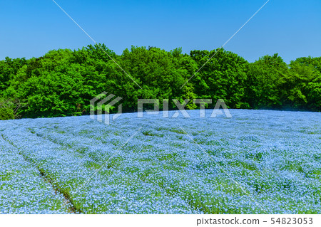 Nemophila花田在Musashi多小山森林公園 54823053
