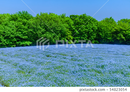 Nemophila flower fields in Musashi hilly forest park 54823054