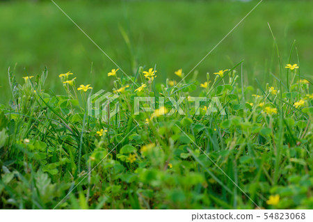 Small flower 54823068