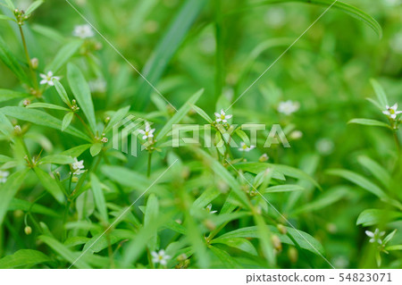 White little flower White little flower 54823071