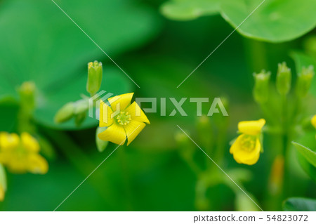 小花 小花 54823072