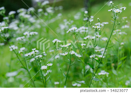 白色fishyeon花 白色fishyeon花 54823077