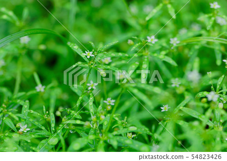 在一朵小白花的水下落 54823426