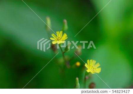 在一朵黃色Onitabira花的水下落 54823427