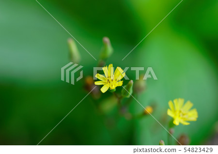 Water drops on a yellow Onitabira flower Water drops on a yellow Onitabira flower 54823429