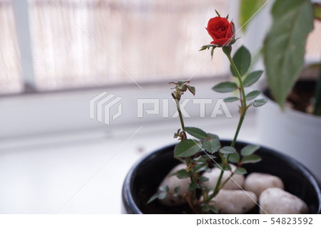 小紅玫瑰 54823592
