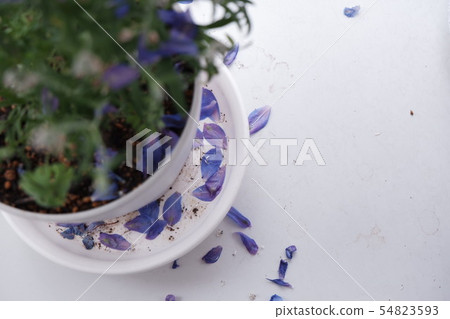 藍色的花瓣 藍色的花瓣 54823593