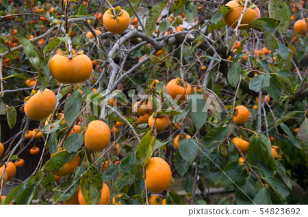 很多紅薯的果實！ 54823692