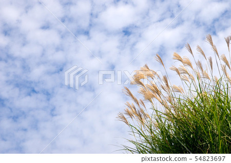 秋天的天空,鱗片雲和susuki 秋天的天空,鱗片雲和susuki 54823697