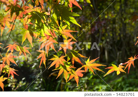 Autumn leaves hunting 54823701