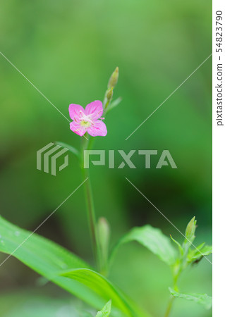 Pink small rosewood flower 54823790