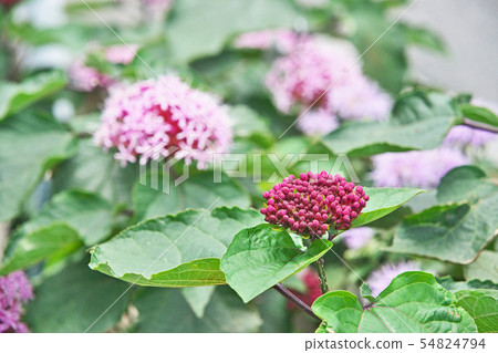 蝴蝶花和芽 蝴蝶花和芽 54824794