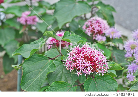 Butterfly flowers and buds 54824971