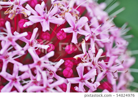 Buttonwort flower 54824976