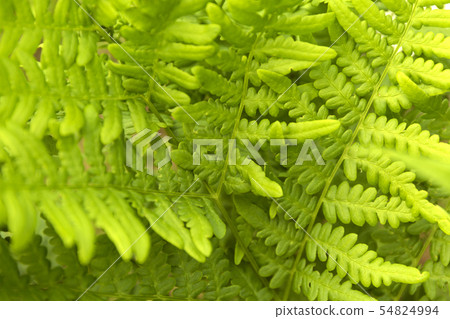 Green fern leaves background. Summer texture. Green fern leaves background. Summer texture. 54824994
