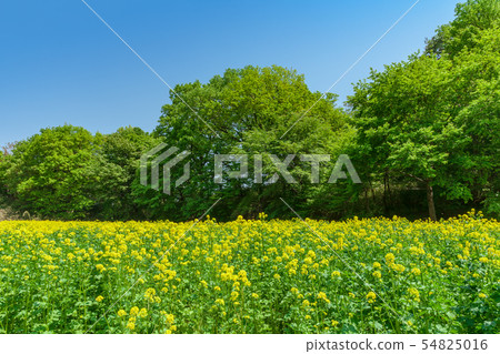 在國有武藏山森林公園強姦領域 54825016