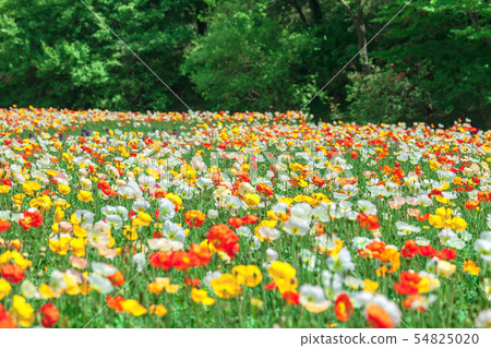 Poppy flower field in the state-owned Musashi hill forest park 54825020
