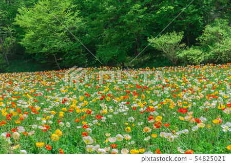 Poppy flower field in the state-owned Musashi hill forest park 54825021