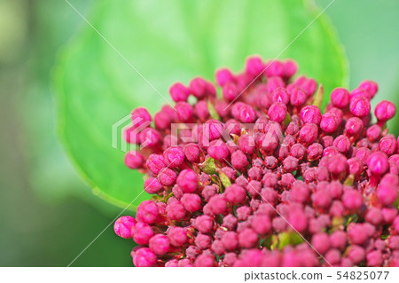 Butt bud 's bud 54825077