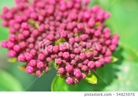 Butt bud 's bud 54825078