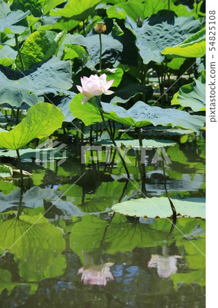 開花在池塘的蓮花 開花在池塘的蓮花 54825108