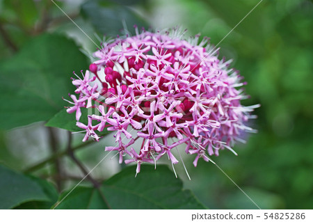 植物花 植物花 54825286