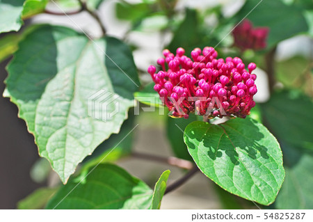 屁股芽萌芽 54825287