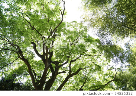 Fresh green 54825352