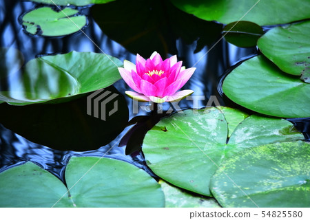 Water lily flowers Water lily flowers 54825580