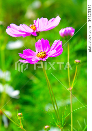 Autumn cosmos Autumn cosmos 54825582