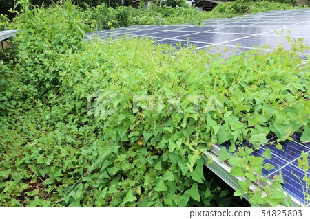 Solar power plant surrounded by weeds Solar power plant surrounded by weeds 54825803