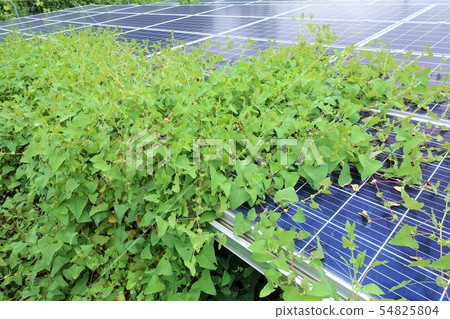 Solar power plant surrounded by weeds Solar power plant surrounded by weeds 54825804