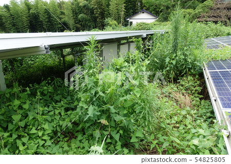 Solar power plant surrounded by weeds Solar power plant surrounded by weeds 54825805