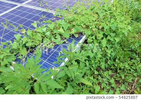 Solar power plant surrounded by weeds 54825807