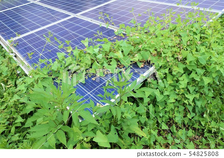 Solar power plant surrounded by weeds 54825808