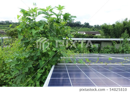 太陽能發電廠被雜草包圍 太陽能發電廠被雜草包圍 54825810
