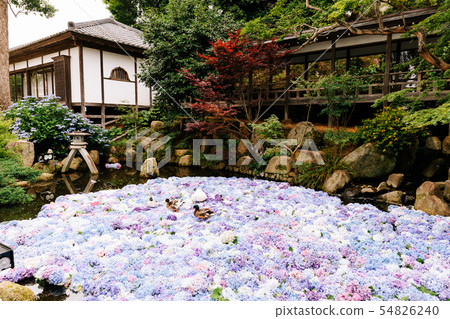 Amihiki Kannon Hydra Flower Pond Amihiki Kannon Hydra Flower Pond 54826240