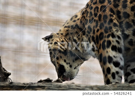 Asahiyama Zoo Leopard Asahiyama Zoo Leopard 54826241