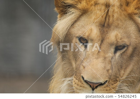Asahiyama動物園獅子特寫鏡頭 Asahiyama動物園獅子特寫鏡頭 54826245