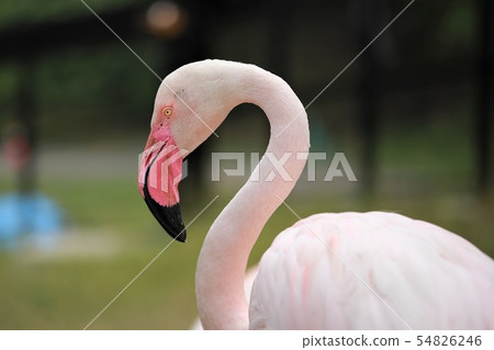 Flamingo Asahiyama Zoo Up 54826246