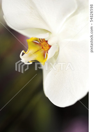 Orchid close up Orchid close up 54826598