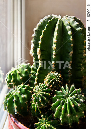 Houseplant cactus (Echinocactus) in flower pot. Houseplant cactus (Echinocactus) in flower pot. 54826646
