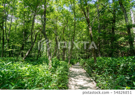 Nature image 54826851