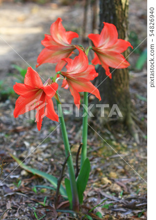 Beautiful lily flower in lily flower garden. Beautiful lily flower in lily flower garden. 54826940