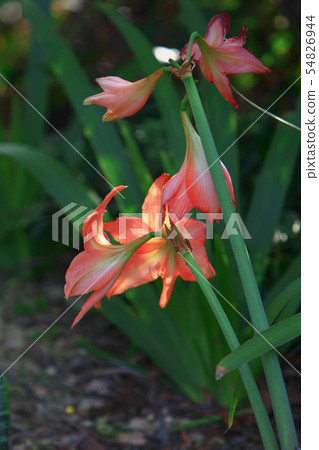 Beautiful lily flower in lily flower garden. Beautiful lily flower in lily flower garden. 54826944
