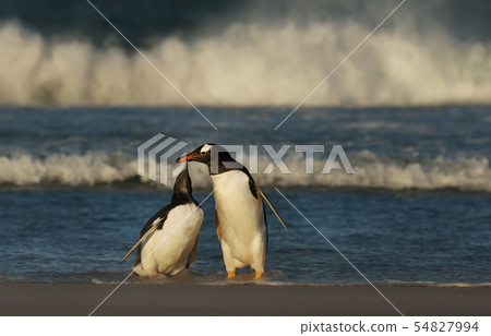 Gentoo penguin chick asking for food 54827994