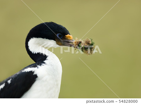 Imperial shag with nesting material in the beak 54828000